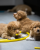 pol_pm_Fiboone-puppy-1092_2.png