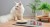 karma-dla-kota-fileciki-z-kurczaka-John-Dog-for-cats-zdjecie-z-kotem-1.jpg