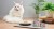 karma-dla-kota-fileciki-z-lososia-z-jajkiem-John-Dog-for-cats-zdjecie-z-kotem-1-727x402.jpg