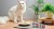 karma-dla-kociat-fileciki-z-kurczaka-John-Dog-for-cats-zdjecie-z-kotem-1.jpg